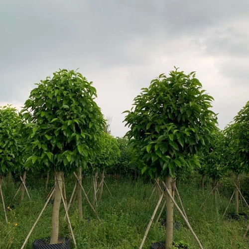 白玉兰白玉兰行道树公园绿化树