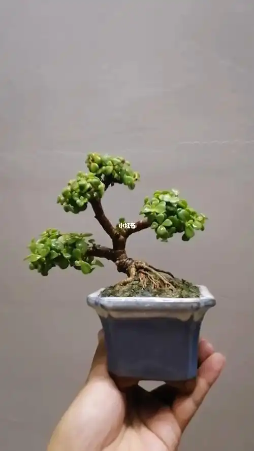 掌上盆景金枝玉叶造型微盆景提根盆景