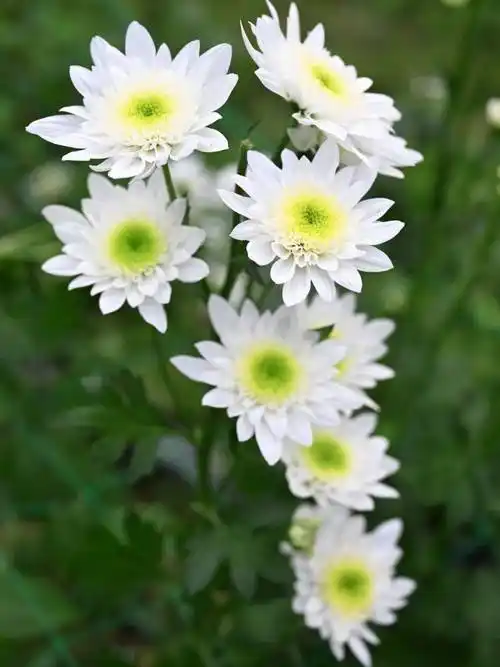 阳春这份"美丽事业"正绽放_菊花_村民_发展