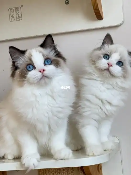 新脸版海双蓝双布偶妹妹找家长