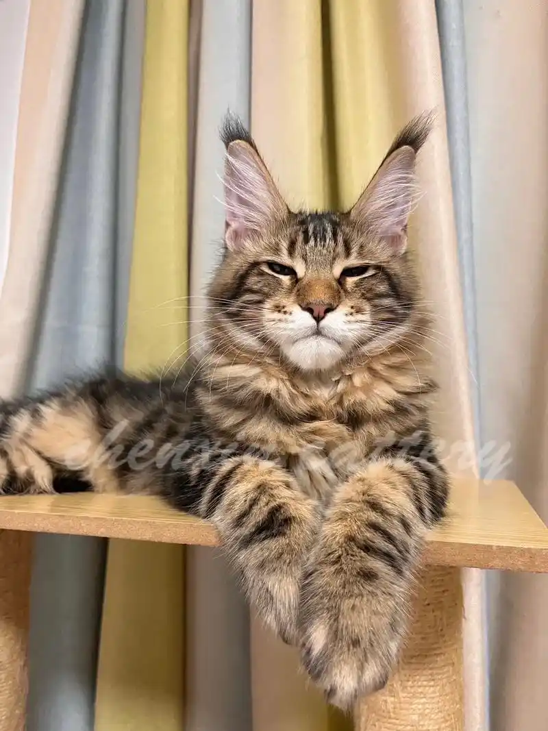 缅因猫棕虎斑yyds