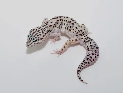 豹纹守宫基因的基础知识