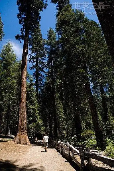 世界最高的树种:美国红杉(5)