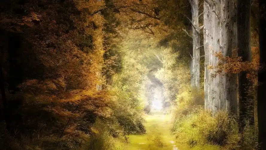 清新唯美秋季森林风景桌面壁纸