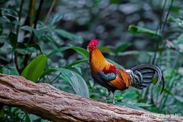 吃货都表示惹不起|家鸡|公鸡|雉鸡|鸟类|水生动物|动物世界_网易订阅