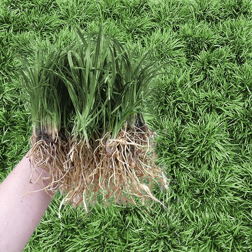 日本矮麦冬草耐寒庭院园林绿化草坪植物矮生麦冬草苗玉龙草包邮