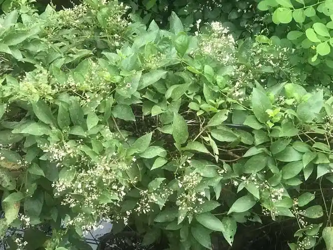 消积化食,健脾补虚,祛风止痛,善治小儿食积的鸡屎藤