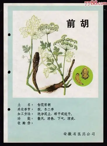 前胡中药材广告