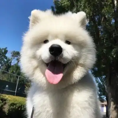 萨摩耶头像高清超萌可爱的萨摩耶微信头像图片