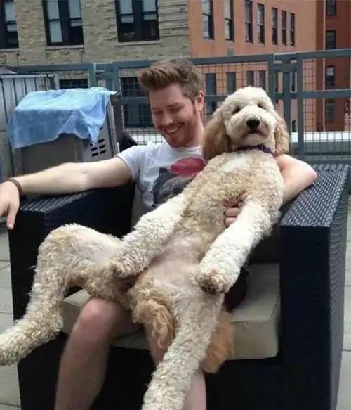 狗界中,最"通人性"的6种狗,养一只不亏