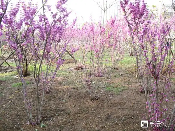 紫荆树常见的种类有哪些