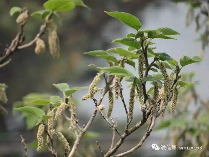 这种树叫构树,农村老人叫它曲树.