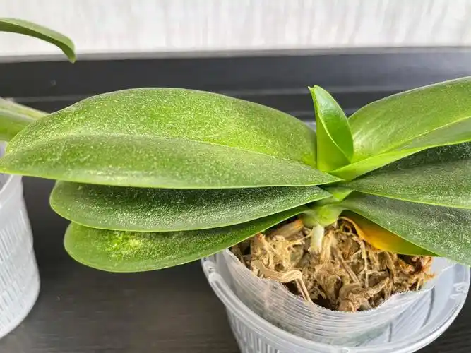 蝴蝶兰感染红蜘蛛的病苗