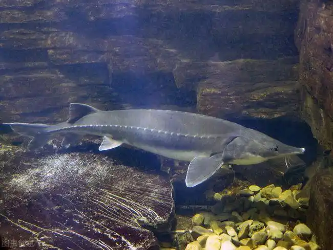 长江十年禁渔后2030年,千斤大鱼会不会重现?期待白鲟的回归