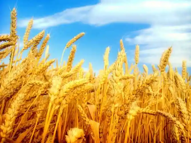 饱满的金色麦穗