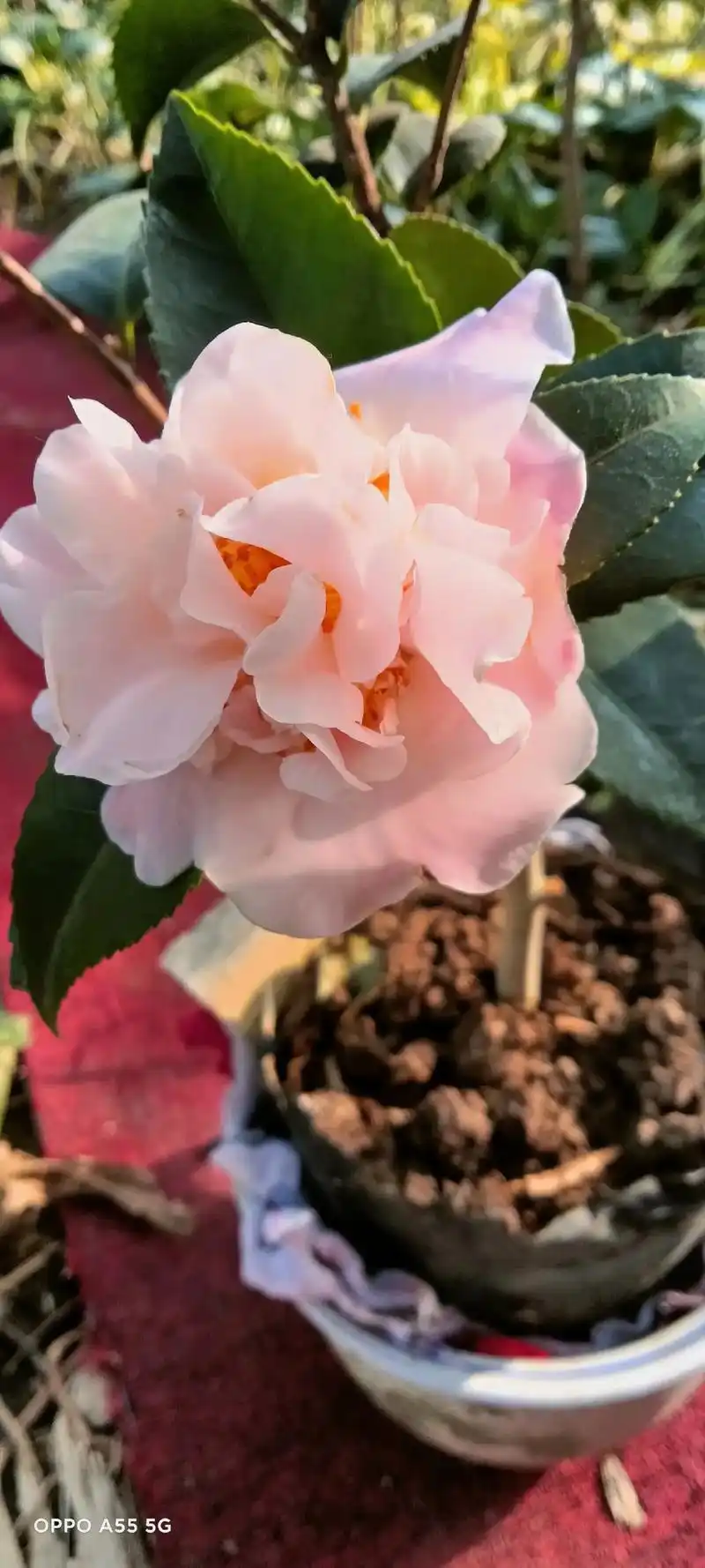 傻傻的在直播间抢了一颗满是花苞的山茶花,对于我这个新 - 抖音