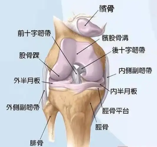 克膝头儿是一个由髌骨,关节软骨,胫骨平台,股骨,韧带,半月板等构成的"