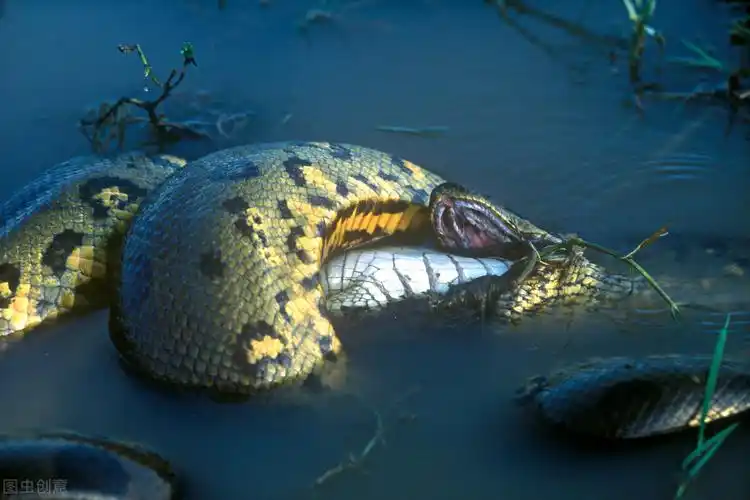 地球5500万年前的一次发高烧,造就出史上最大的蛇类!泰坦称王