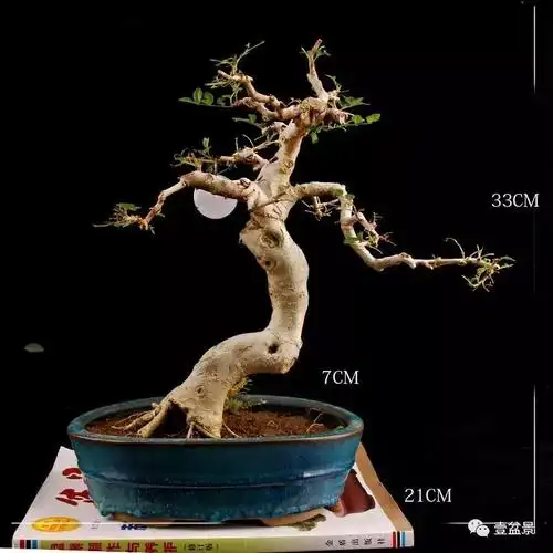 对节白蜡小微盆景修剪看完应该就会了