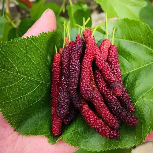 台湾长果桑苗 长果桑苗 青苗(果实超长鲜甜)南方地区主栽可 盆栽