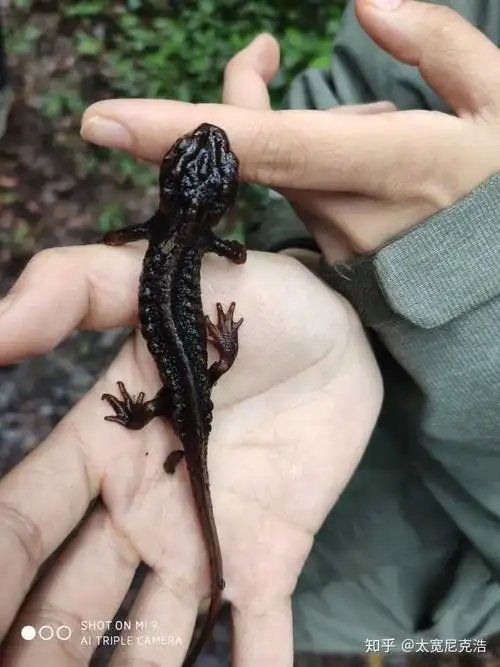 棕黑疣螈,具有河豚毒素,不过你不吃它就不会中毒.