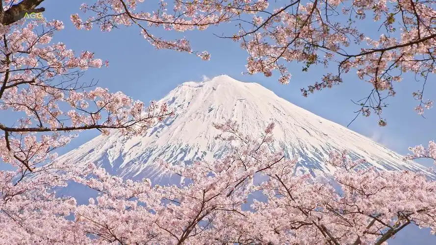 疫情之下的大石寺 - 绝美的富士山和樱花[4k]