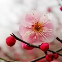 单独一支好看的粉色梅花做头像_微信头像图片大全