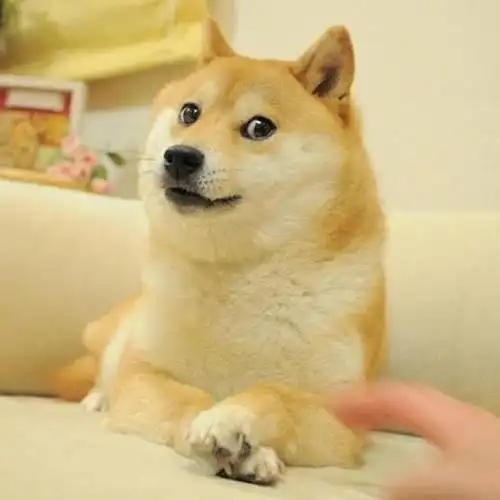 doge表情包柴犬去世##doge原型去世