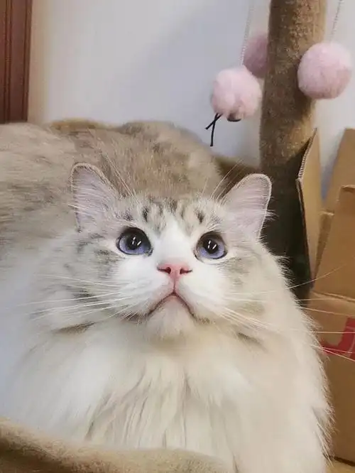 有没有这种布偶猫山猫纹