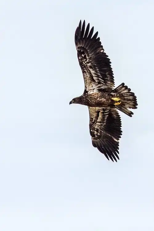 美国国鸟——白头鹰