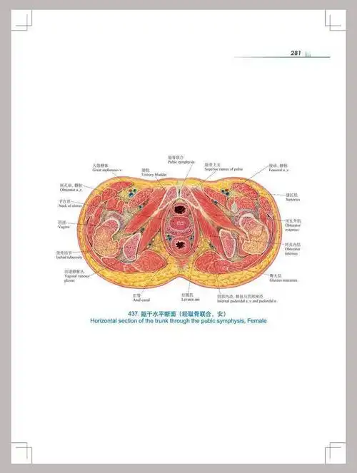 人体解剖彩色图谱 第3版郭光文第三版全彩人体解剖学(不含课件) 如图