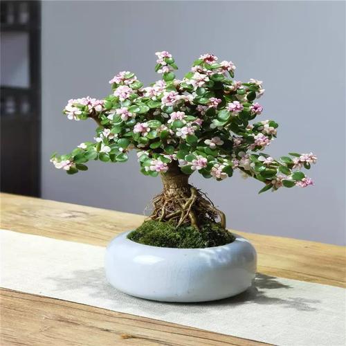 提根造型老桩金枝玉叶盆景室内外好养绿植四季常青懒人植物