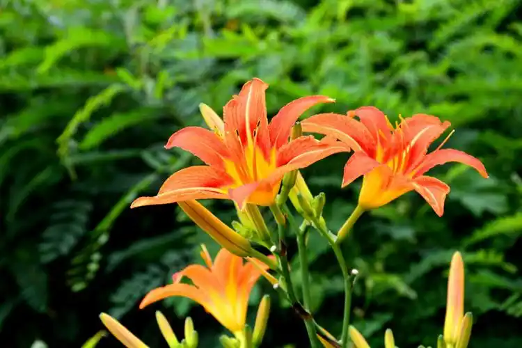 艳丽的高杆大花萱草