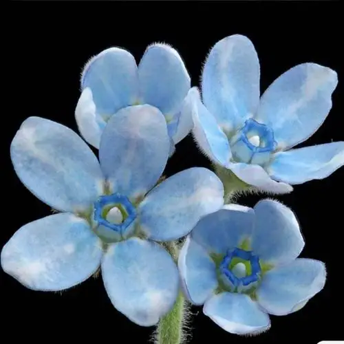 世界上居然还有一种花叫"蓝星"第一次看到这种蓝星花觉得小巧美丽,百