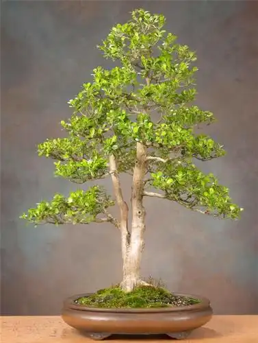 最漂亮的黄杨盆景图片