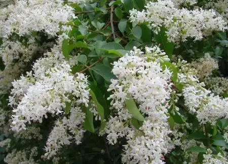 山白蜡树开花时花是什么颜色的?