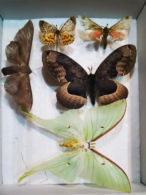 暑假在木兰围场的山里抓到的各种昆虫,进行了分类和整姿制作成标本