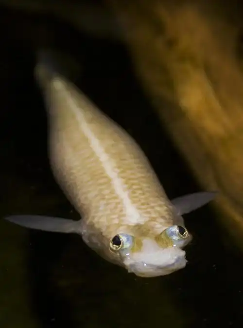 p>四眼鱼是一种生活在 a href="#" data-lemmaid="2219981">中美洲