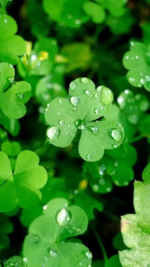 清新护眼绿色植物图片手机壁纸