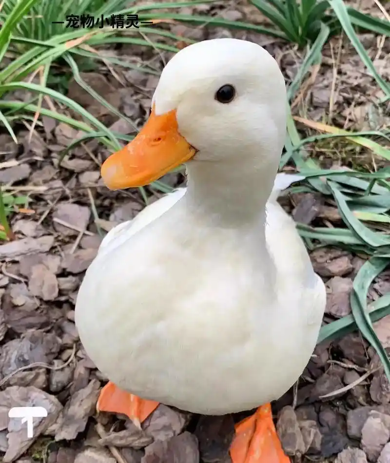 柯尔鸭 #网红鸭 #柯尔鸭 #宠物鸭 #鸭子 #小鸭子 # - 抖音