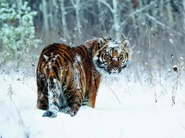 吉林延边4只东北虎集体下山游荡野外遇到东北虎该怎么办