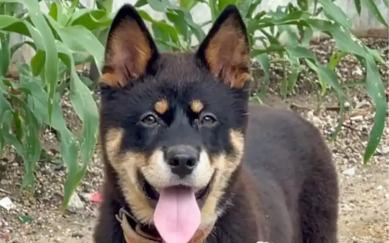 小时候的四眼铁包金田园犬