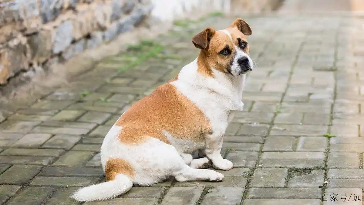 门前的大花狗,屋后的老蚕豆