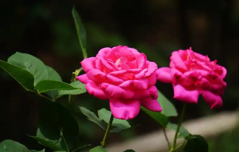 2019年看到的,最美丽的花