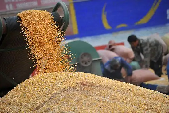 晋南粮仓金秋粮满仓