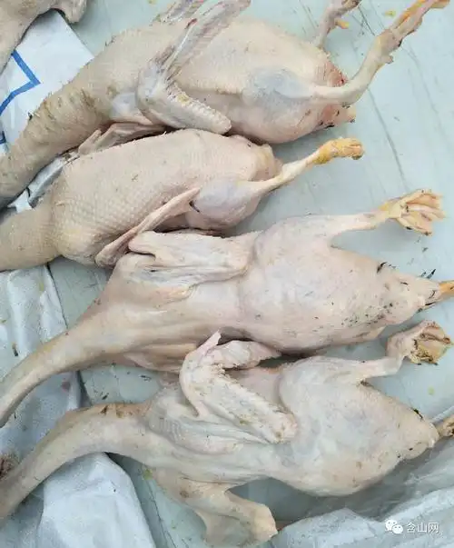 含山养殖稻田鸭农因疫情影响家里的数千只稻田鸭无法运输出去焦急万分