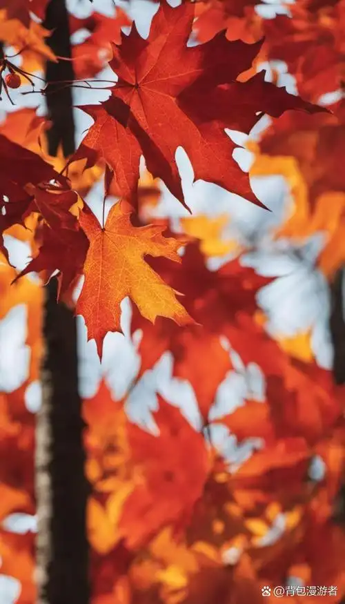 秋天的枫叶 秋色如画映红叶,枫叶飘飘舞纷纷.