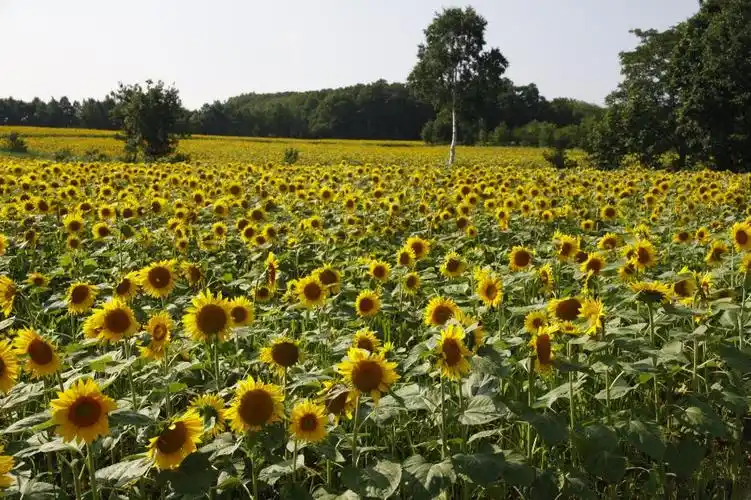 日本北海道空知郡赏太阳花一日游【150万株太阳花,户外雕刻美术馆