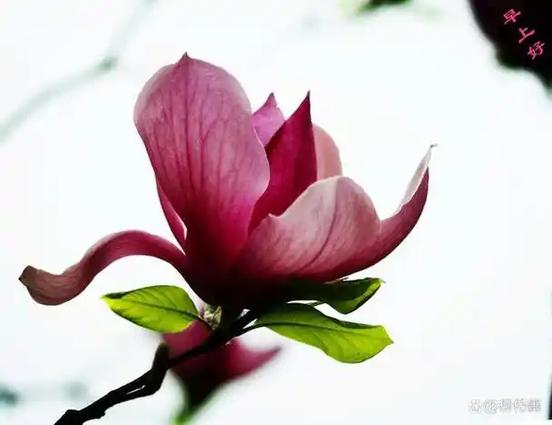 玉兰花怎么拍好看摄影师给你打个样手机拍照用得上