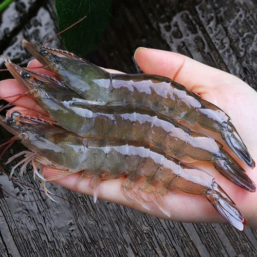 大号海鲜白虾鲜活急冻海虾大虾水产基围青虾冻虾